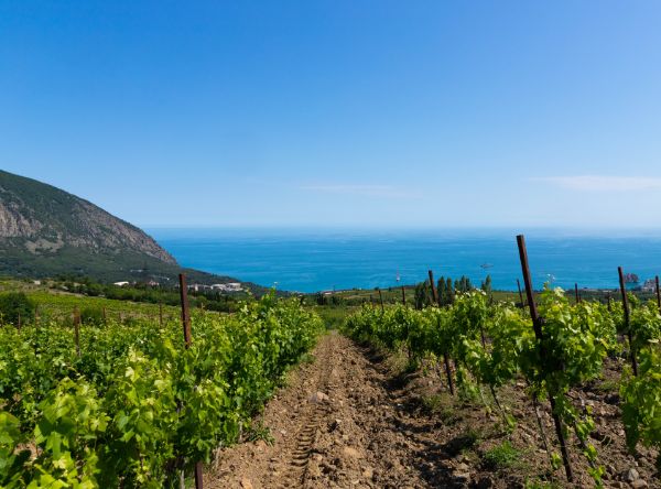 Grillo di Sicilia caratteristiche